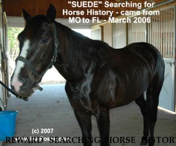 REWARD SEARCHING HORSE HISTORY Suede, Near Lakeland, FL, 33805
